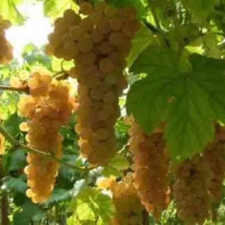 Il Dolce Ulivo Cascinette