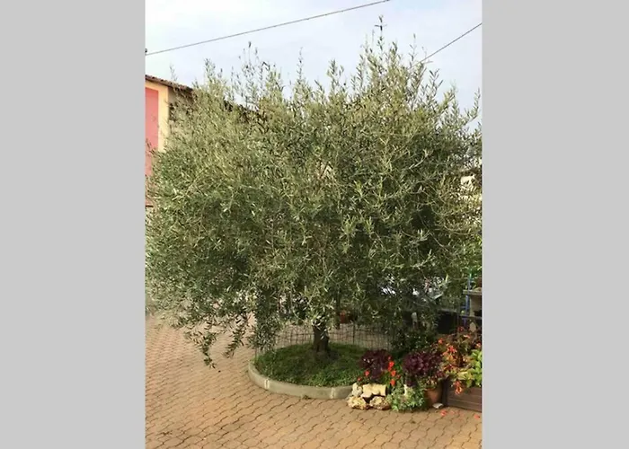 Il Dolce Ulivo *