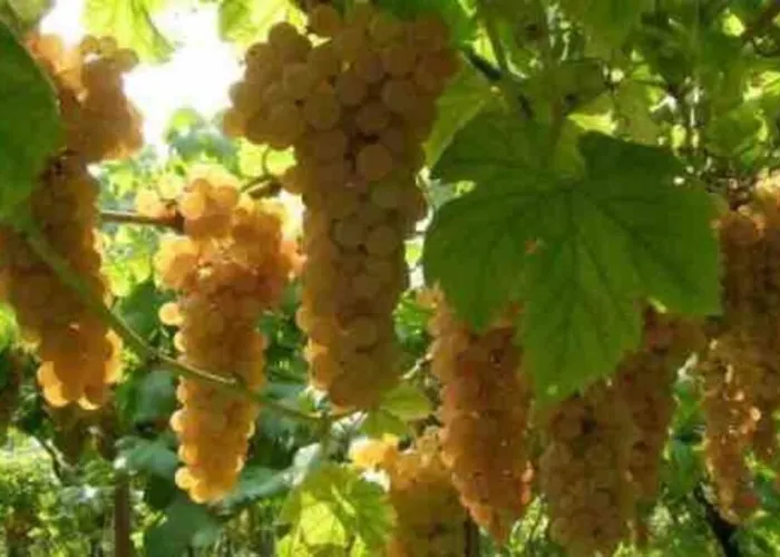 Il Dolce Ulivo Cascinette