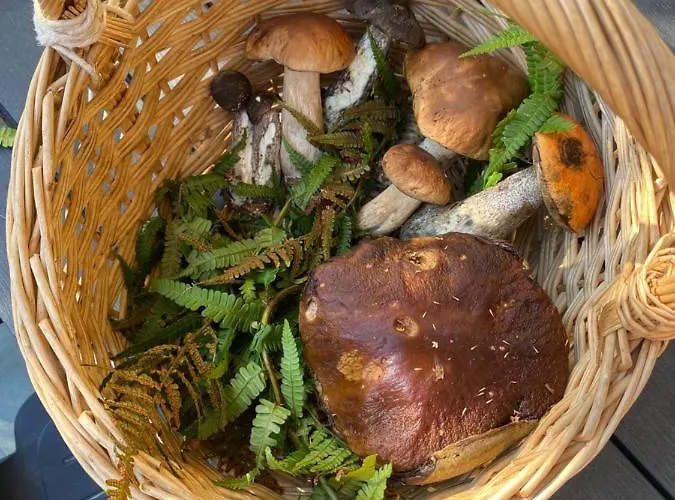 Il Dolce Ulivo